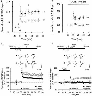 The Role of Calcium-Permeable AMPARs in Long-Term Potentiation at Principal Neurons in the Rodent Hippocampus